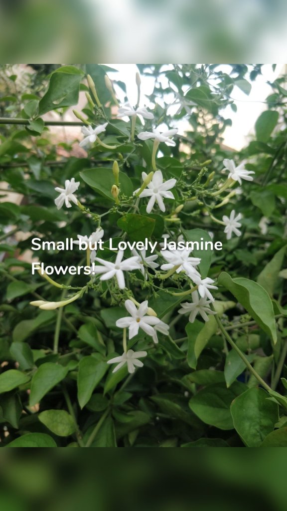 Small but Lovely Jasmine Flowers!